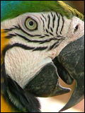Example