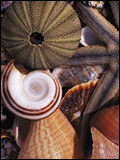 Example